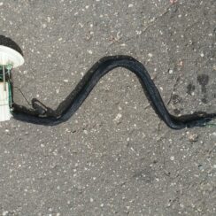 Degvielas tvertnes sūknis priekš BMW 525 E60 2006 BLACK